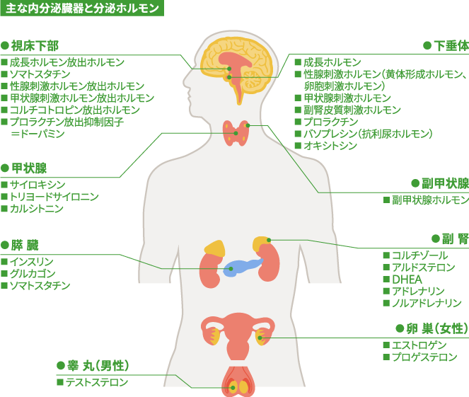 hormone-img
